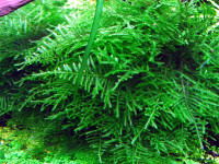 Снимка на Taxiphyllum spec. "Spiky"